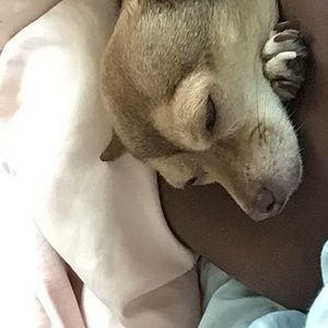 Meet your Posher, Joy